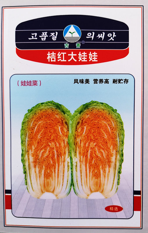 Orange Dawawa——Orange Heart Chinese Cabbage Orange Dawawa——Orange Heart Chinese Cabbage